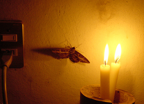 moth-flame.jpg